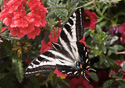 Papilio canadensis